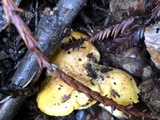 Cantharellus formosus image