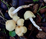 Cuphophyllus virgineus image