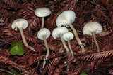 Hygrocybe russocoriacea image