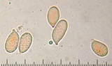 Cuphophyllus virgineus image
