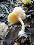 Clitocybe fragrans image