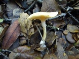 Clitocybe fragrans image