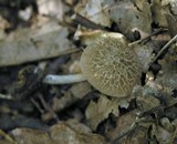 Pluteus thomsonii image