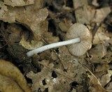 Pluteus thomsonii image