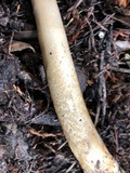 Amanita pachycolea image