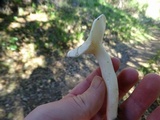 Hygrophorus eburneus image