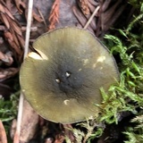 Pluteus romellii image