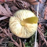 Pluteus romellii image
