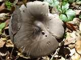 Amanita constricta image