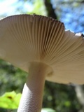Amanita constricta image