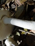 Amanita constricta image