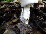 Amanita constricta image