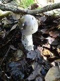 Amanita constricta image
