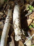 Amanita constricta image