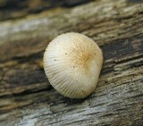 Pluteus exiguus image