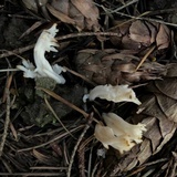 Clavulina coralloides image