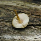Pluteus exiguus image