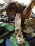 Cortinarius glutinosoarmillatus image