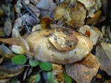 Cortinarius glutinosoarmillatus image