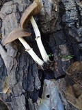 Psathyrella longistriata image