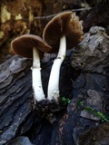 Psathyrella longistriata image