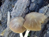 Psathyrella longistriata image