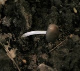 Pluteus nanus image