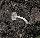 Pluteus nanus image