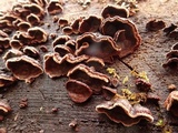 Veluticeps abietina image