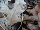 Mycena capillaripes image