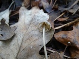 Mycena capillaripes image