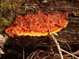 Pycnoporellus fulgens image