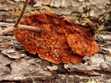 Pycnoporellus fulgens image