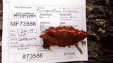 Pycnoporellus fulgens image
