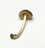 Pluteus nanus image