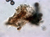Badhamia panicea image