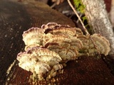 Trichaptum abietinum image