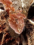 Trichaptum abietinum image
