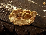 Phellinus gilbertsonii image