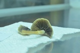 Psathyrella microrhiza image