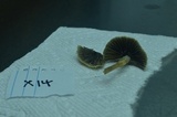 Psathyrella microrhiza image