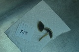 Psathyrella microrhiza image