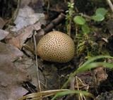 Scleroderma areolatum image