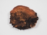 Rhodofomes cajanderi image