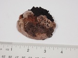 Rhodofomes cajanderi image