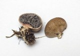 Scleroderma areolatum image