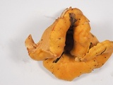 Cantharellus formosus image