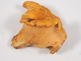 Cantharellus formosus image