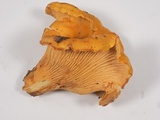 Cantharellus formosus image