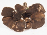 Jahnoporus hirtus image